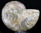 Bargain Ammonite Fossil (Half) - Million Years #37264-1